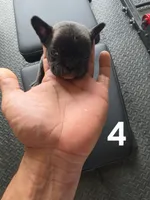 Puppy 4, a male French Bulldog for sale in Lordsburg, NM – 1 of 2