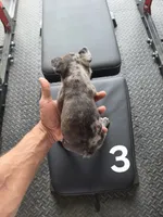 Puppy 3, a male French Bulldog for sale in Lordsburg, NM – 2 of 2
