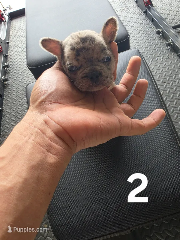 Puppy 2 – French Bulldog puppy for sale in Lordsburg, NM