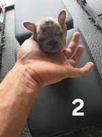 Puppy 2, a male French Bulldog for sale in Lordsburg, NM – 1 of 2