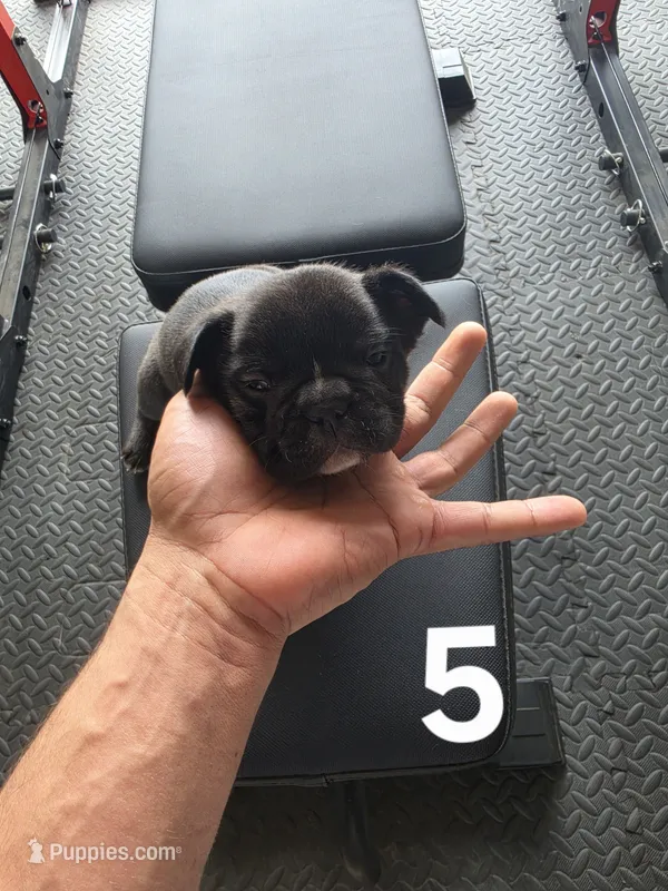 Puppy 5 – French Bulldog puppy for sale in Lordsburg, NM