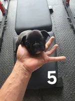 Puppy 5, a male French Bulldog for sale in Lordsburg, NM – 1 of 2