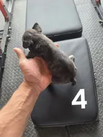 Puppy 4, a male French Bulldog for sale in Lordsburg, NM – 2 of 2