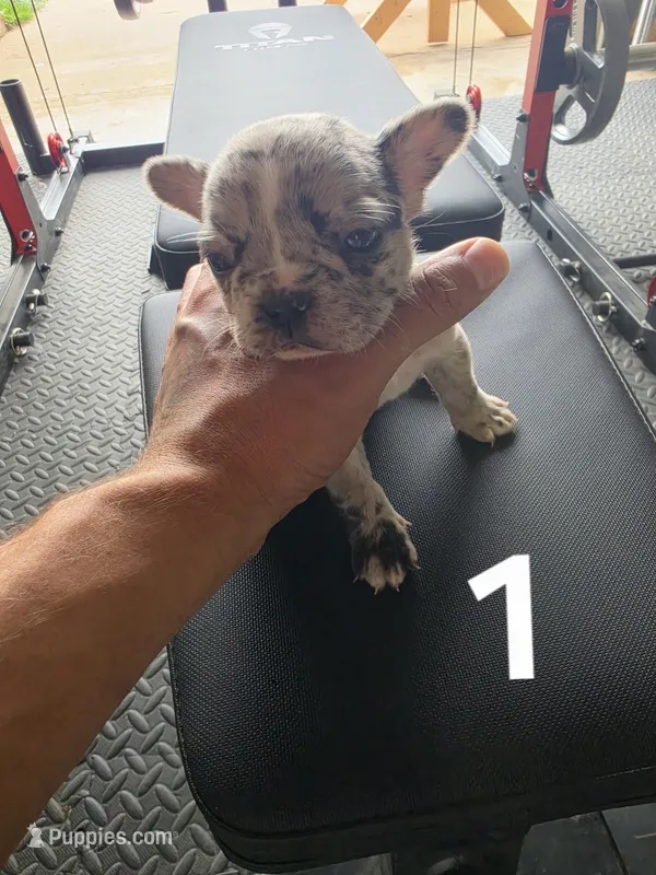 Puppy 1 – French Bulldog puppy for sale in Lordsburg, NM