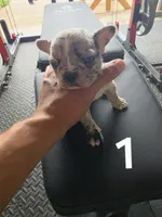 Puppy 1, a female French Bulldog for sale in Lordsburg, NM – 1 of 2
