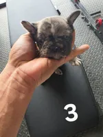Puppy 3, a male French Bulldog for sale in Lordsburg, NM – 1 of 2