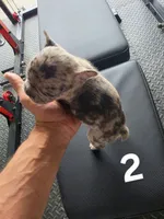Puppy 2, a male French Bulldog for sale in Lordsburg, NM – 2 of 2
