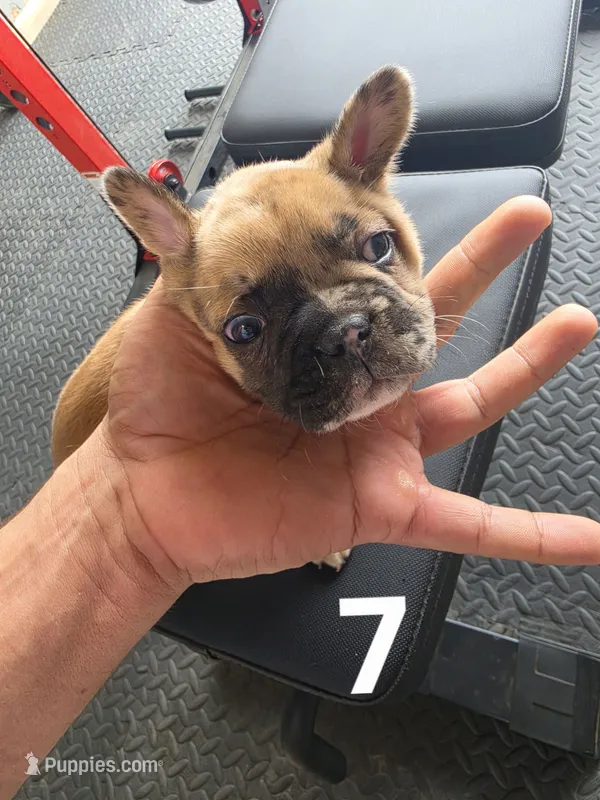 Puppy 7 – French Bulldog puppy for sale in Lordsburg, NM