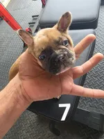 Puppy 7, a male French Bulldog for sale in Lordsburg, NM – 1 of 2