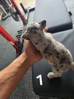 Puppy 1, a female French Bulldog for sale in Lordsburg, NM – 2 of 2