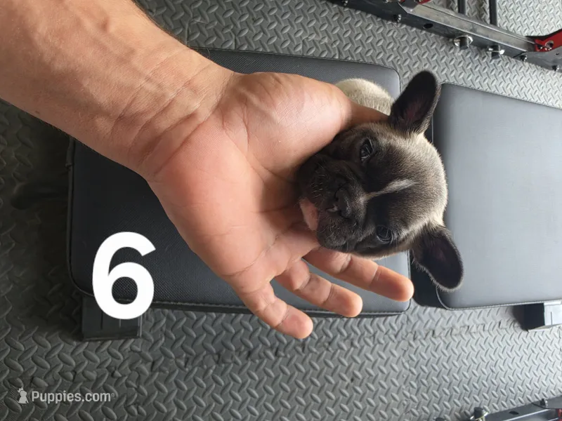 Puppy 6 – French Bulldog puppy for sale in Lordsburg, NM