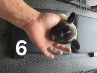 Puppy 6, a male French Bulldog for sale in Lordsburg, NM – 1 of 2