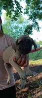 Maximus, a male English Mastiff for sale in Ferris, TX – 2 of 4