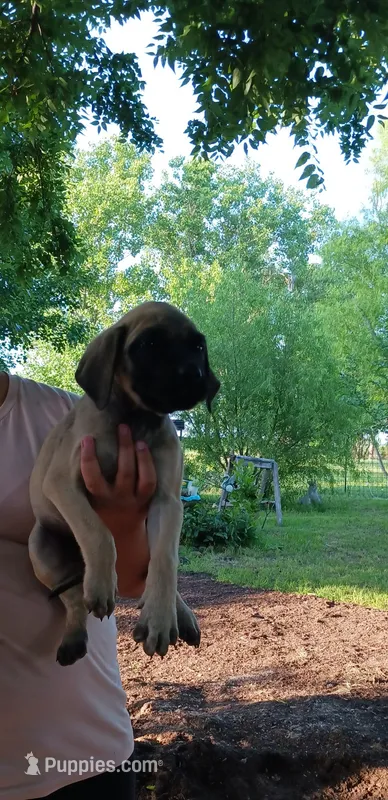 Maximus – English Mastiff puppy for sale in Ferris, TX