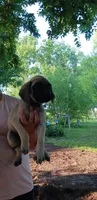 Maximus, a male English Mastiff for sale in Ferris, TX – 1 of 4
