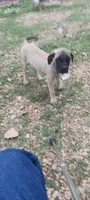 Fiona, a female English Mastiff for sale in Ferris, TX – 1 of 5