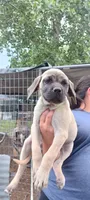 Maximus, a male English Mastiff for sale in Ferris, TX – 3 of 4