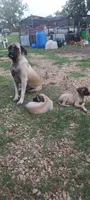 Fiona, a female English Mastiff for sale in Ferris, TX – 2 of 5