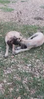 Fiona, a female English Mastiff for sale in Ferris, TX – 4 of 5