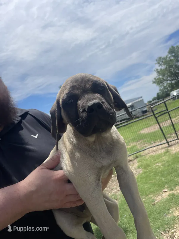 Maximus – English Mastiff puppy for sale in Ferris, TX