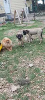 Fiona, a female English Mastiff for sale in Ferris, TX – 5 of 5