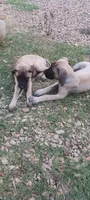 Fiona, a female English Mastiff for sale in Ferris, TX – 3 of 5