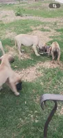 Maximus, a male English Mastiff for sale in Ferris, TX – 4 of 4