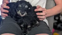 Bert, a male Miniature Schnauzer for sale in Saint Louis, MO – 4 of 4