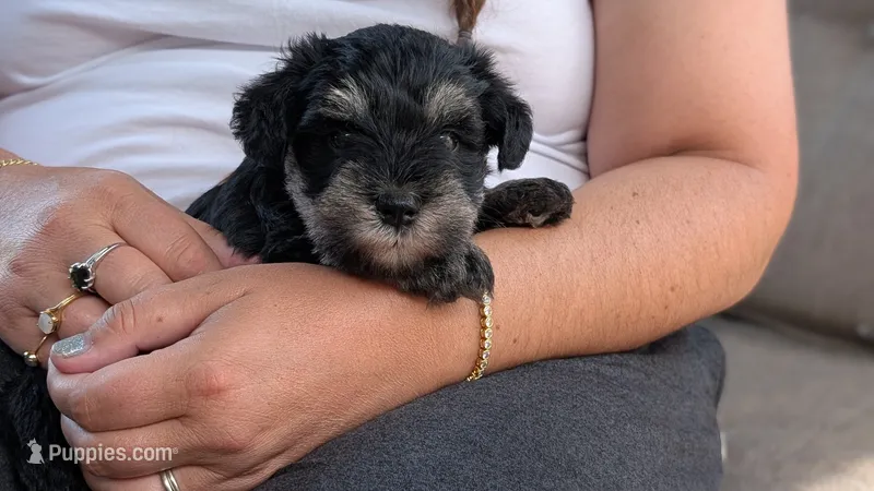 Bert – Miniature Schnauzer puppy for sale in Saint Louis, MO