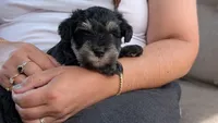 Bert, a male Miniature Schnauzer for sale in Saint Louis, MO – 1 of 4
