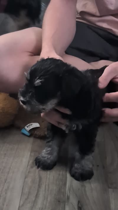 Ernie, a male Miniature Schnauzer for sale in Saint Louis, MO – 5 of 5