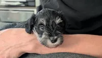 Bert, a male Miniature Schnauzer for sale in Saint Louis, MO – 3 of 4