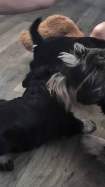 Ernie, a male Miniature Schnauzer for sale in Saint Louis, MO – 4 of 5