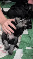 Ernie, a male Miniature Schnauzer for sale in Saint Louis, MO – 3 of 5