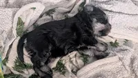 Ernie, a male Miniature Schnauzer for sale in Saint Louis, MO – 2 of 5