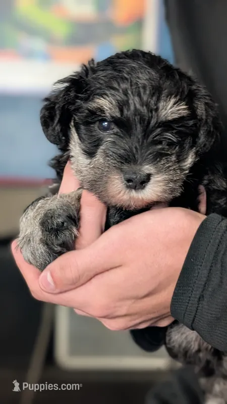 Ernie – Miniature Schnauzer puppy for sale in Saint Louis, MO