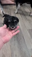 Bert, a male Miniature Schnauzer for sale in Saint Louis, MO – 2 of 4
