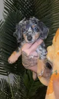 Jessie, a female Miniature Dachshund for sale in Houston, TX – 1 of 4