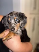 Jessie, a female Miniature Dachshund for sale in Houston, TX – 2 of 4
