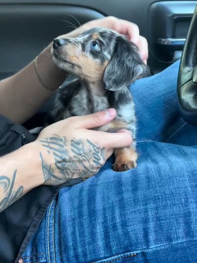 Jessie, a female Miniature Dachshund for sale in Houston, TX – 4 of 4