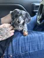 Jessie, a female Miniature Dachshund for sale in Houston, TX – 3 of 4