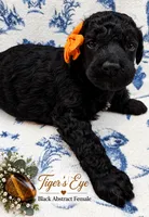 Tiger’s Eye, a female Poodle - Standard  for sale in Zebulon, NC – 1 of 7