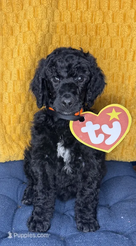 Tiger’s Eye – Poodle - Standard  puppy for sale in Zebulon, NC