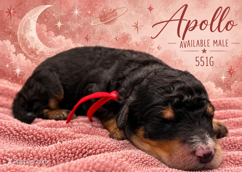 Apollo – Poodle - Multi-Colored Standard, Poodle - Standard  puppy for sale in Zebulon, NC