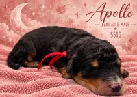 Apollo, a male Poodle - Multi-Colored Standard and Poodle - Standard  for sale in Zebulon, NC – 1 of 2