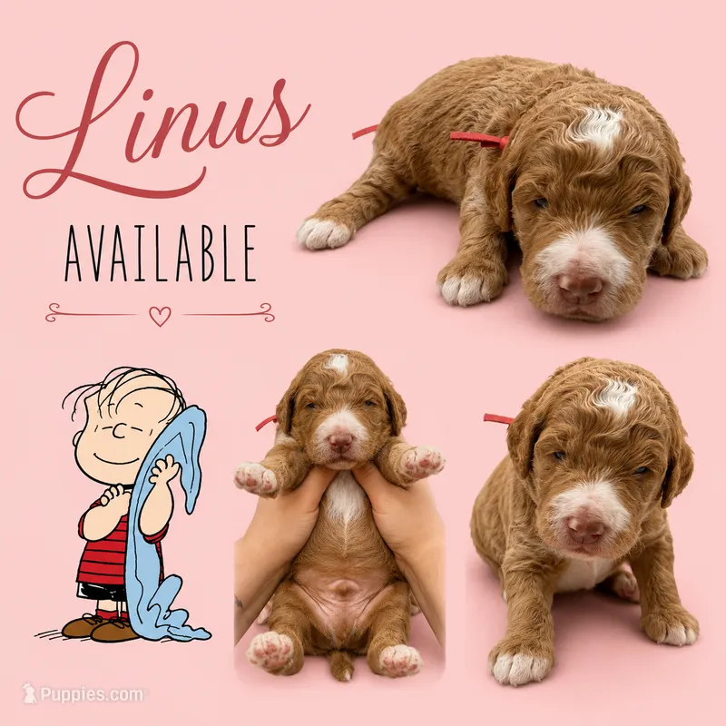 Linus – Poodle - Standard  puppy for sale in Zebulon, NC