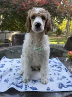 Avocado (grizzle Parti), a male Poodle - Standard  for sale in Zebulon, NC – Photo 6 of 6