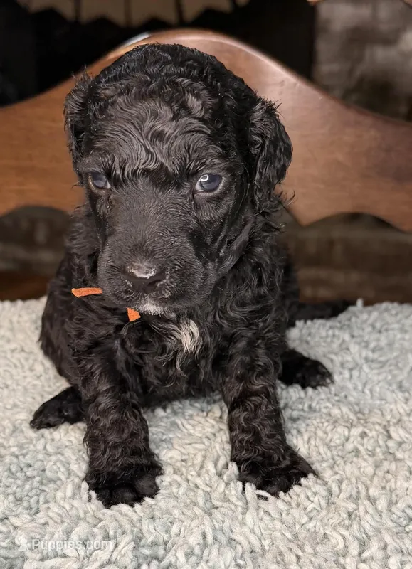Carrot – Poodle - Standard  puppy for sale in Zebulon, NC