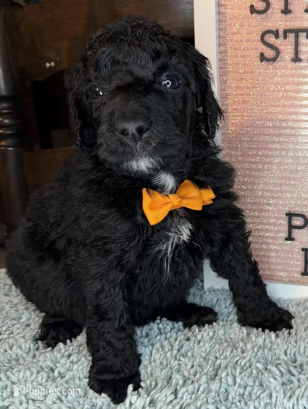 Carrot – Poodle - Standard  puppy for sale in Zebulon, NC