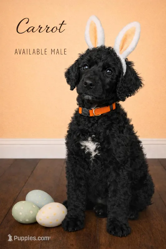 Carrot – Poodle - Standard  puppy for sale in Zebulon, NC